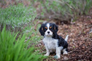 cavaliers 10 weeks-22