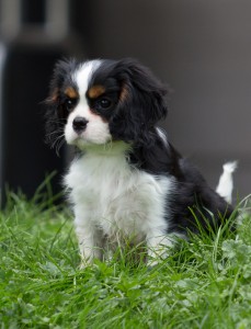 cavaliers 10 weeks-25