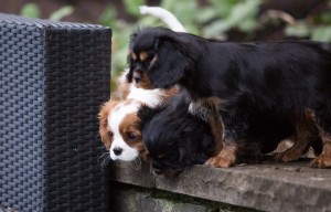 cavaliers 10 weeks-40