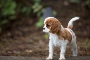 cavaliers 10 weeks-43