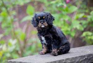 cavaliers 10 weeks-47