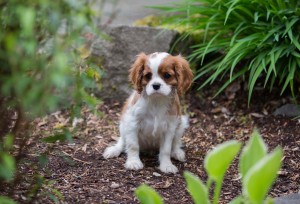 cavaliers 10 weeks-8