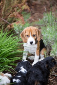 cavaliers 10 weeks-9