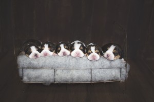 beagle 1 week-1