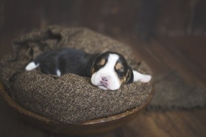 beagle 1 week-12