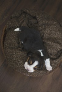 beagle 1 week-13