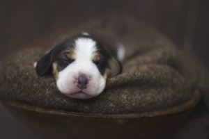 beagle 1 week-15