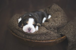 beagle 1 week-20