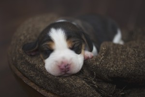 beagle 1 week-21