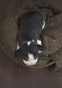 beagle 1 week-24