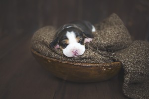 beagle 1 week-26