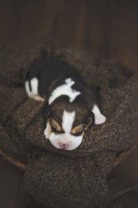 beagle 1 week-36