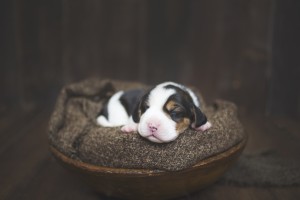 beagle 1 week-41