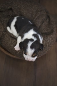 beagle 1 week-44