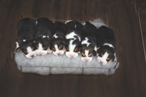 beagle 1 week-5