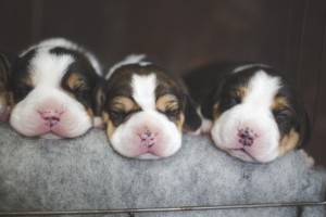 beagle 1 week-8