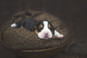 beagle 1 week-9