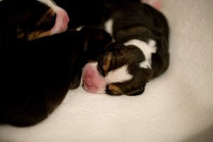 puppies 1 day-29