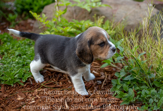 Allie s Beagle Pups Are 4 Weeks Old Kazuri