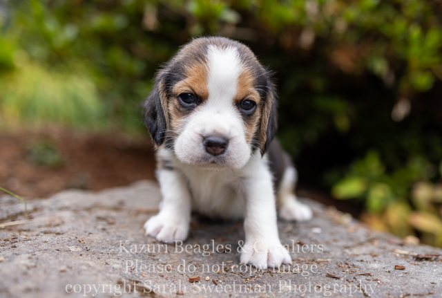 Pud s Pups Turn 4 Weeks Old Kazuri
