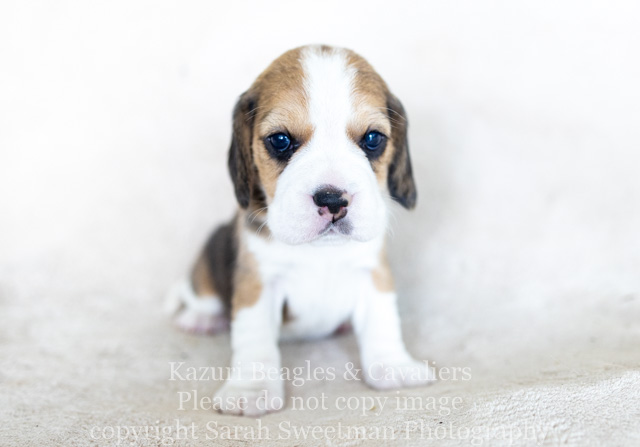 Emmy Brie s Beagle Pups Are 4 Weeks Kazuri