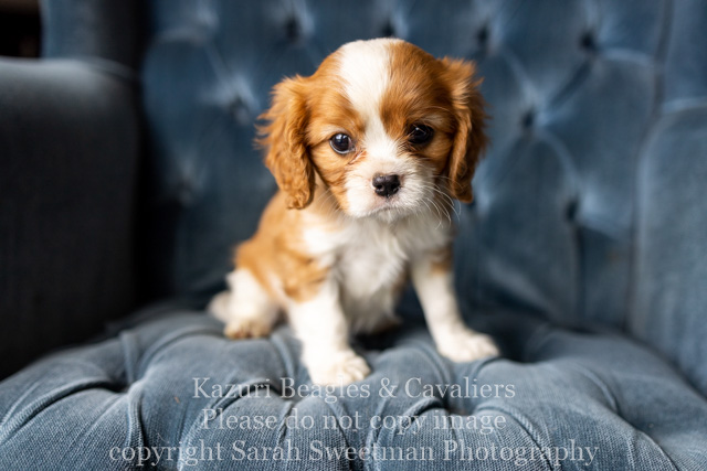 At this Westminster, King Charles is the spaniel sort