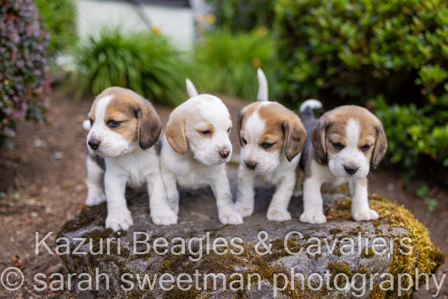 Mishka And Murphy s Beagle Puppies Are 4 Weeks Old Kazuri