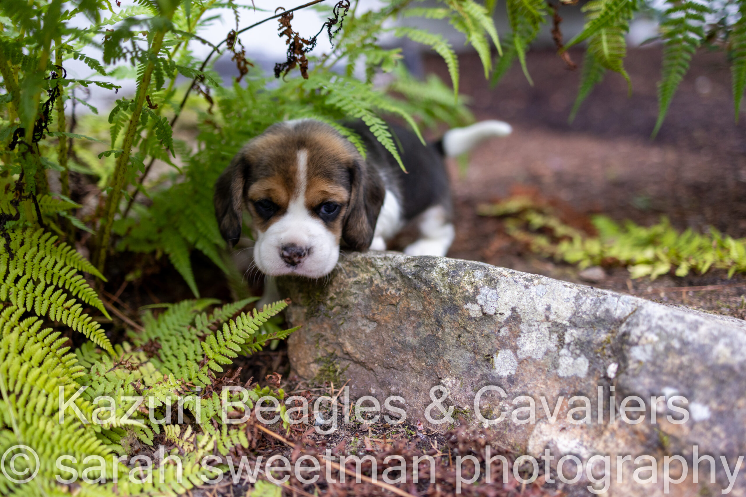 Callie And Nick s Beagle Puppies Are 4 Weeks Old Kazuri