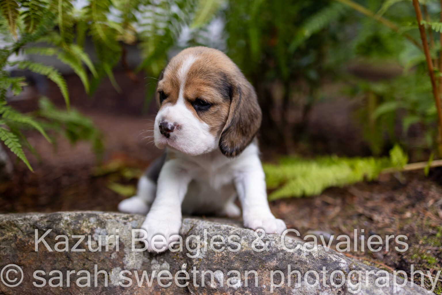 Callie And Nick s Beagle Puppies Are 4 Weeks Old Kazuri
